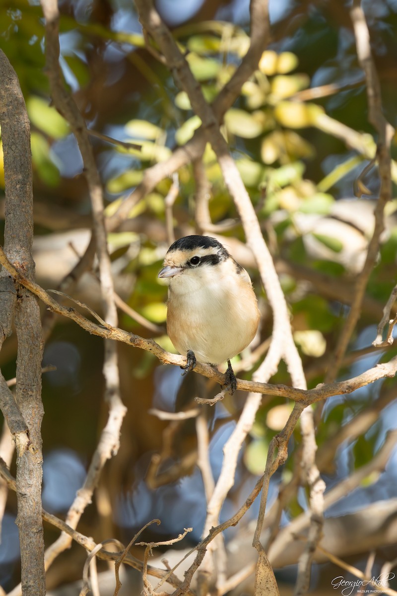 hvitpannevarsler - ML646750308