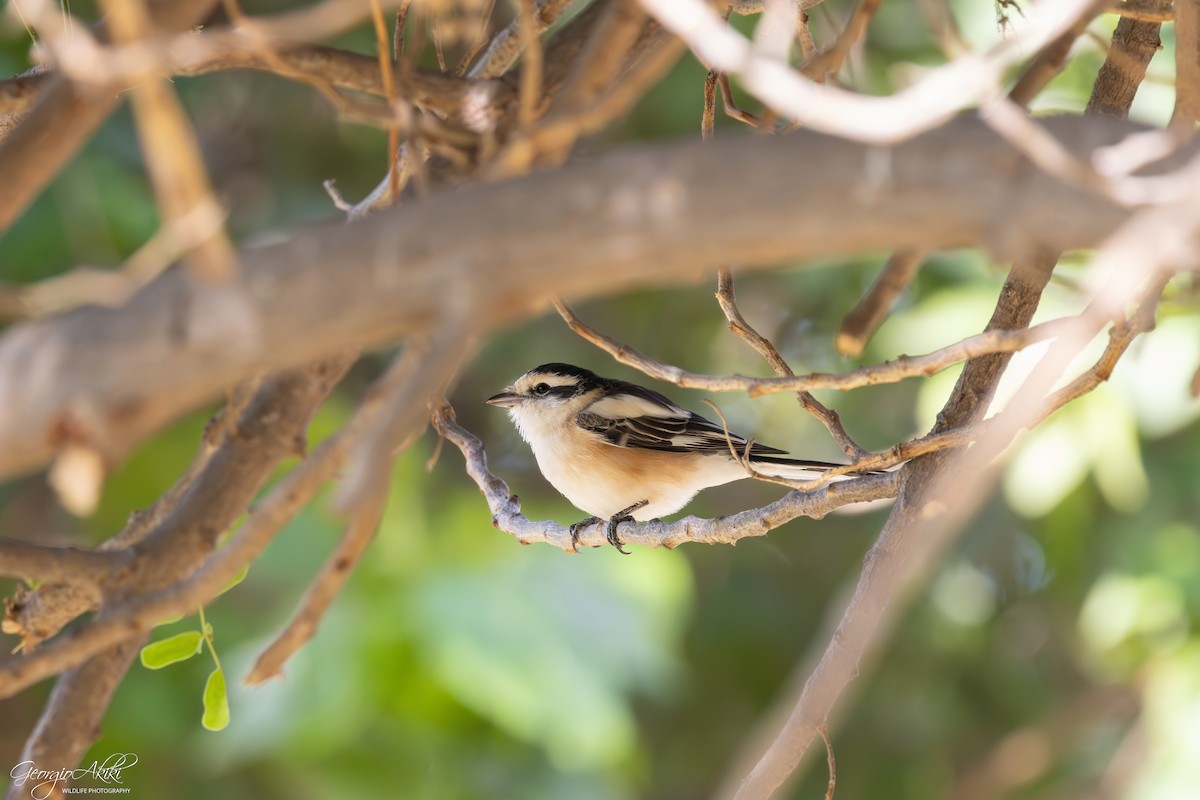 hvitpannevarsler - ML646750309