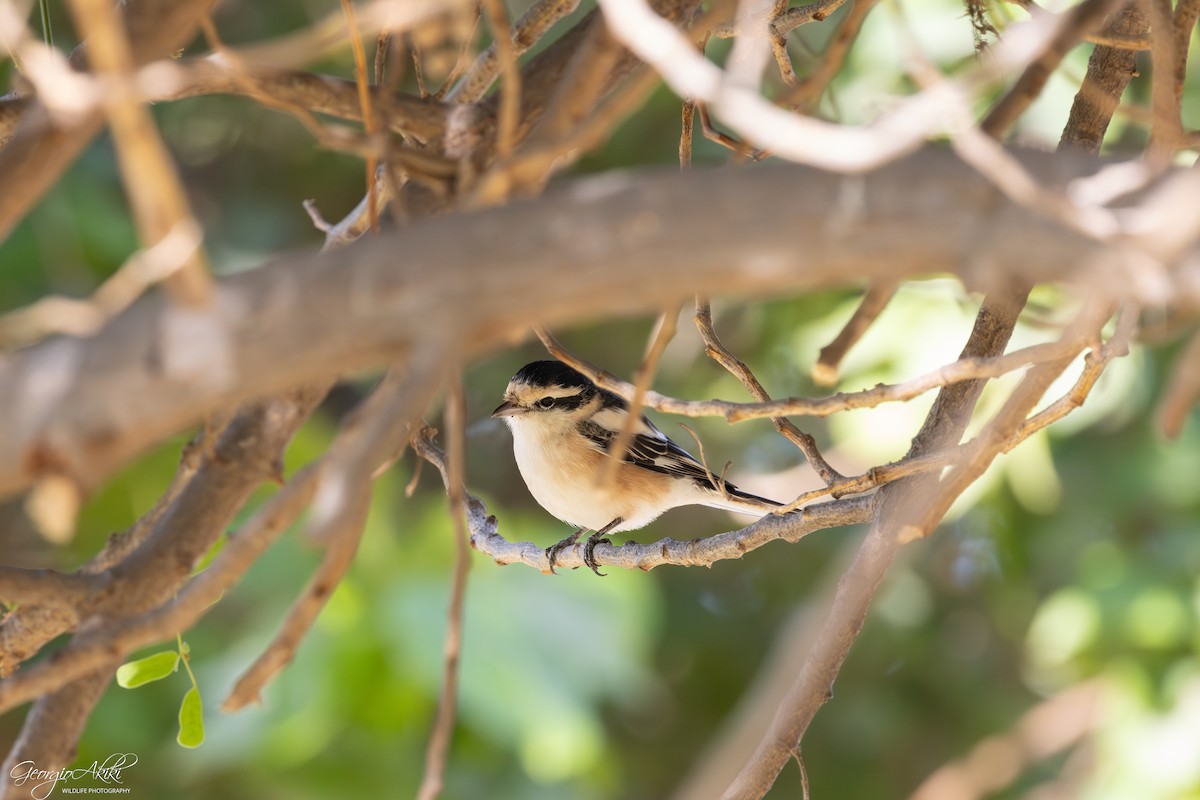 hvitpannevarsler - ML646750310