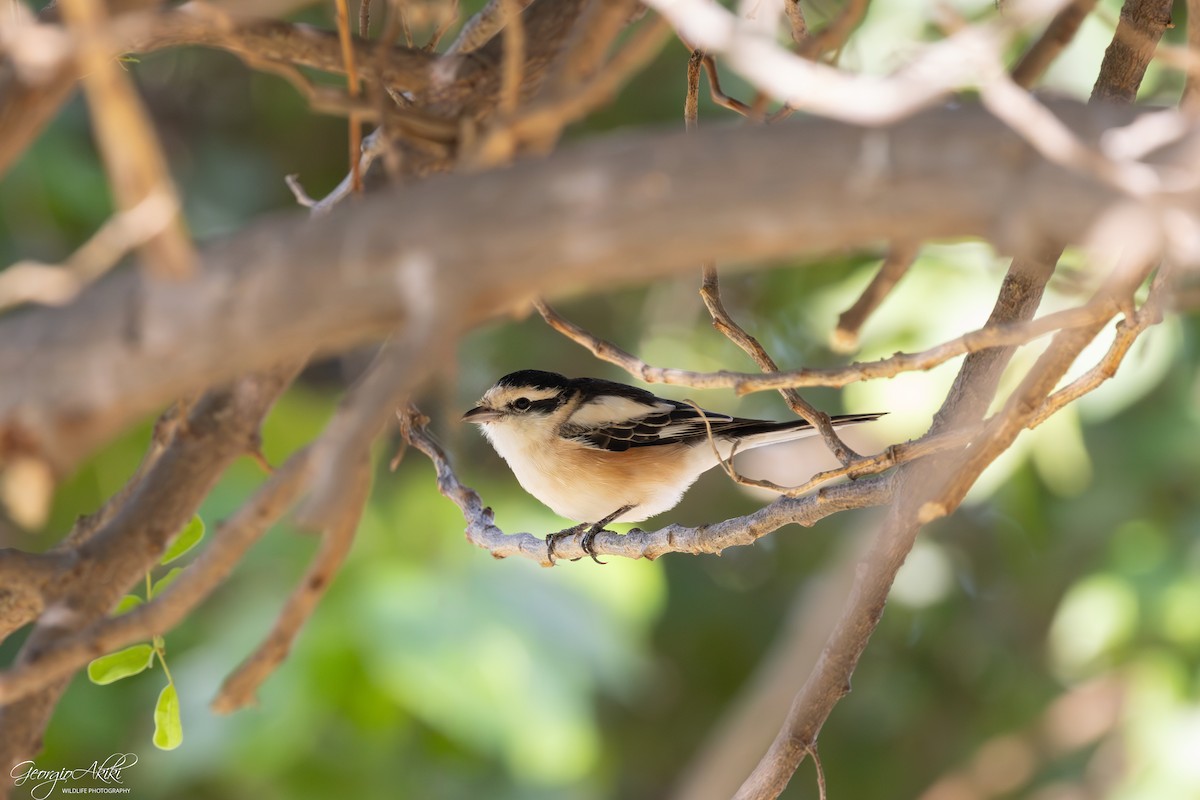 hvitpannevarsler - ML646750311