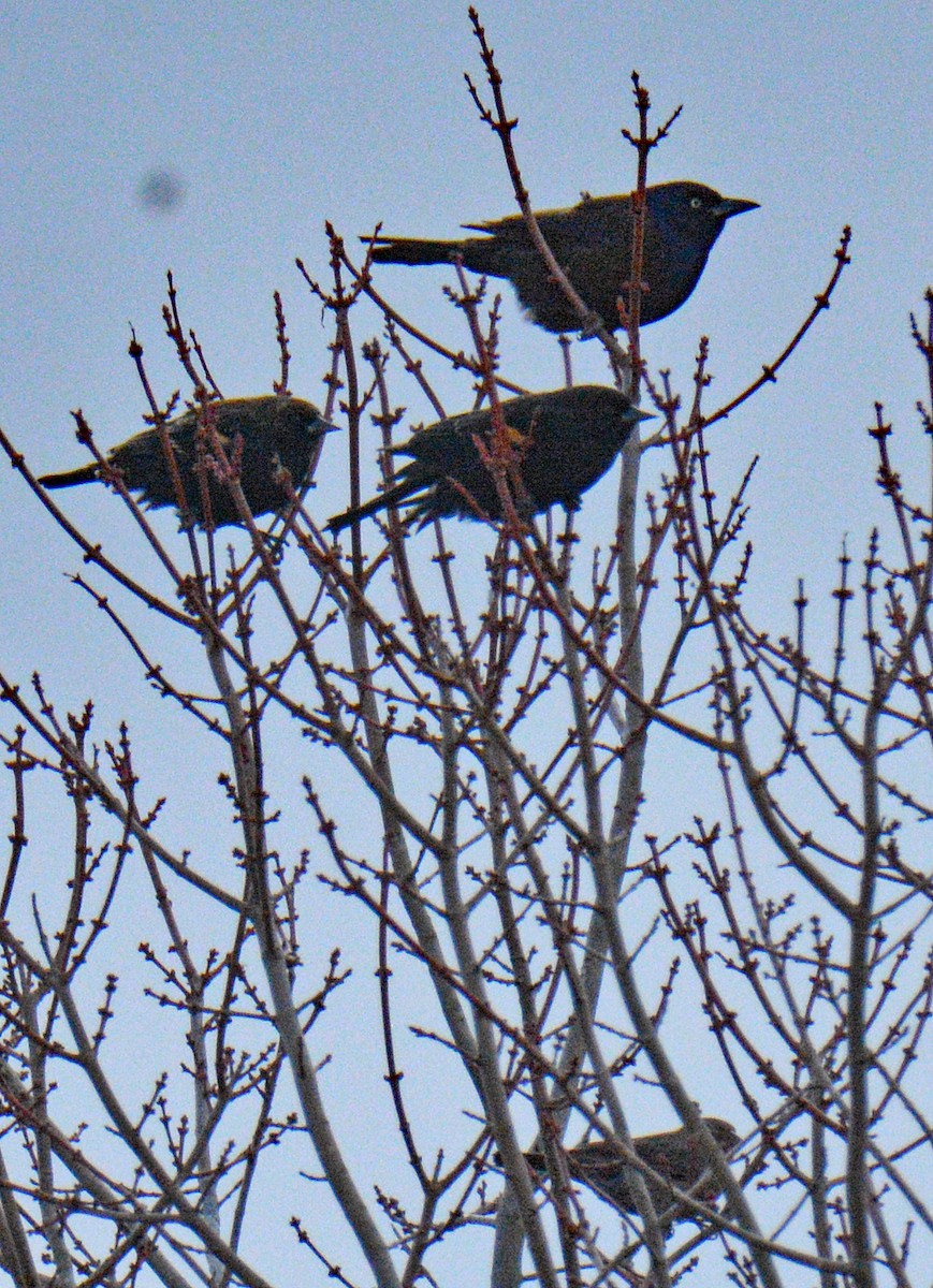 Rotflügelstärling - ML646750312