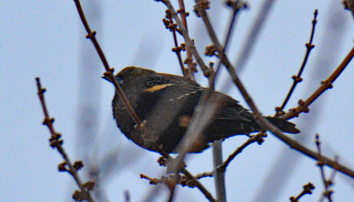 Rotflügelstärling - ML646750313