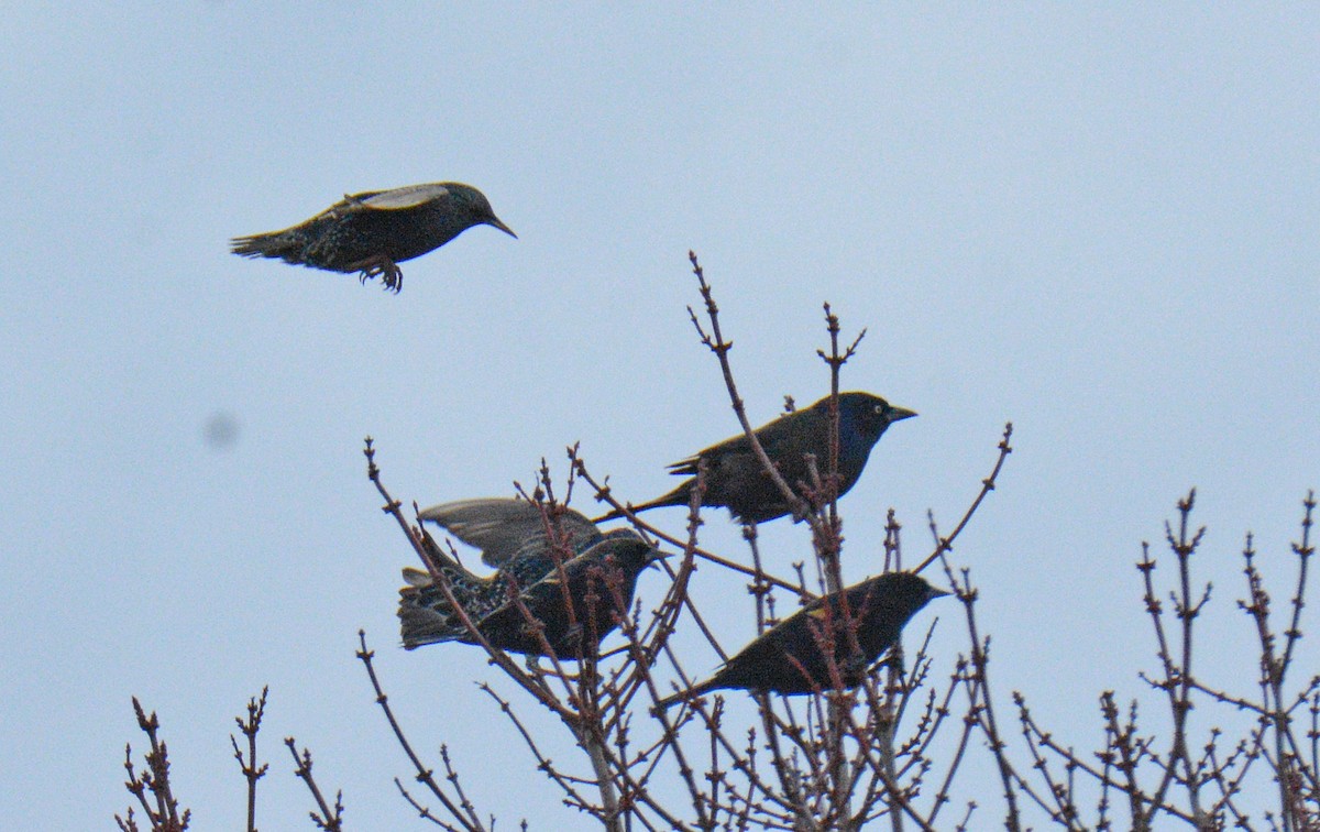 Rotflügelstärling - ML646750314