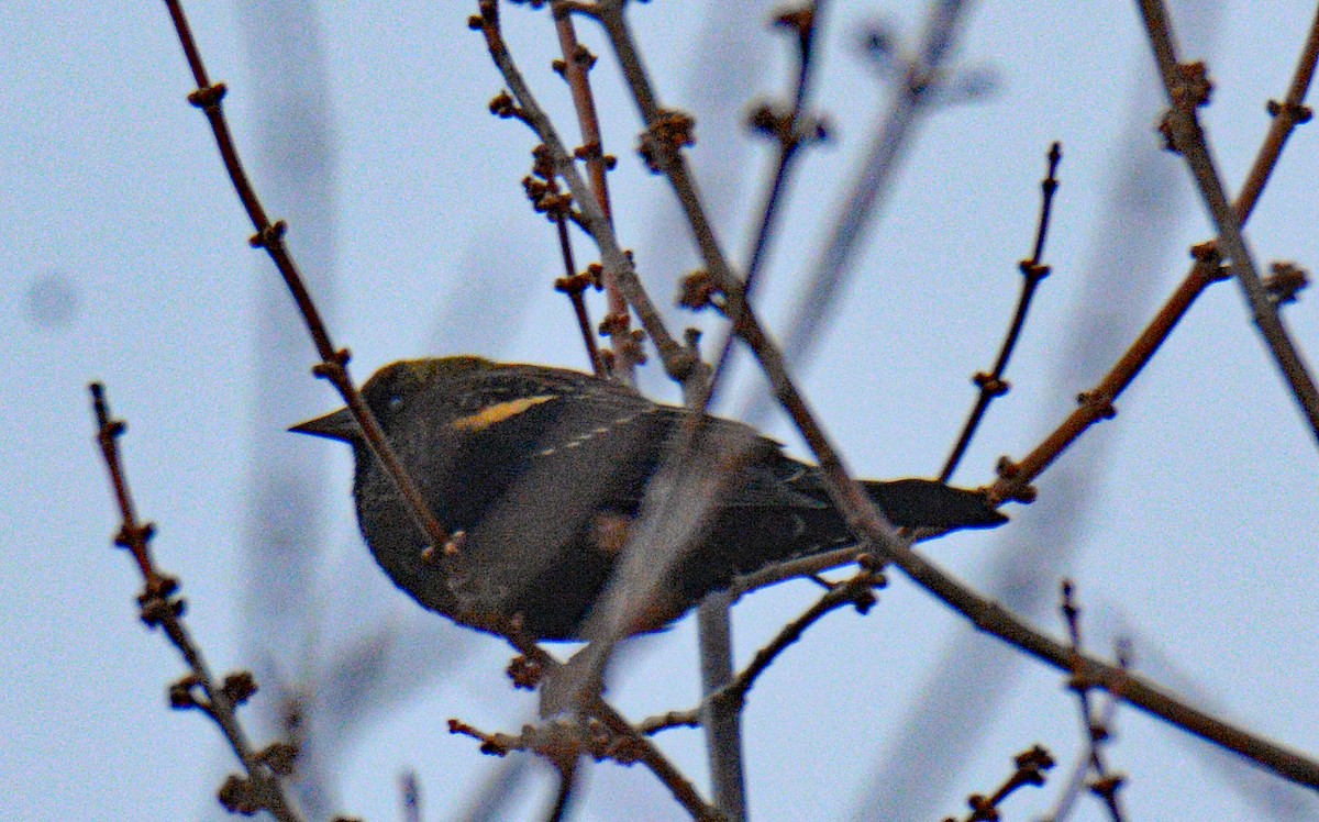 Rotflügelstärling - ML646750315