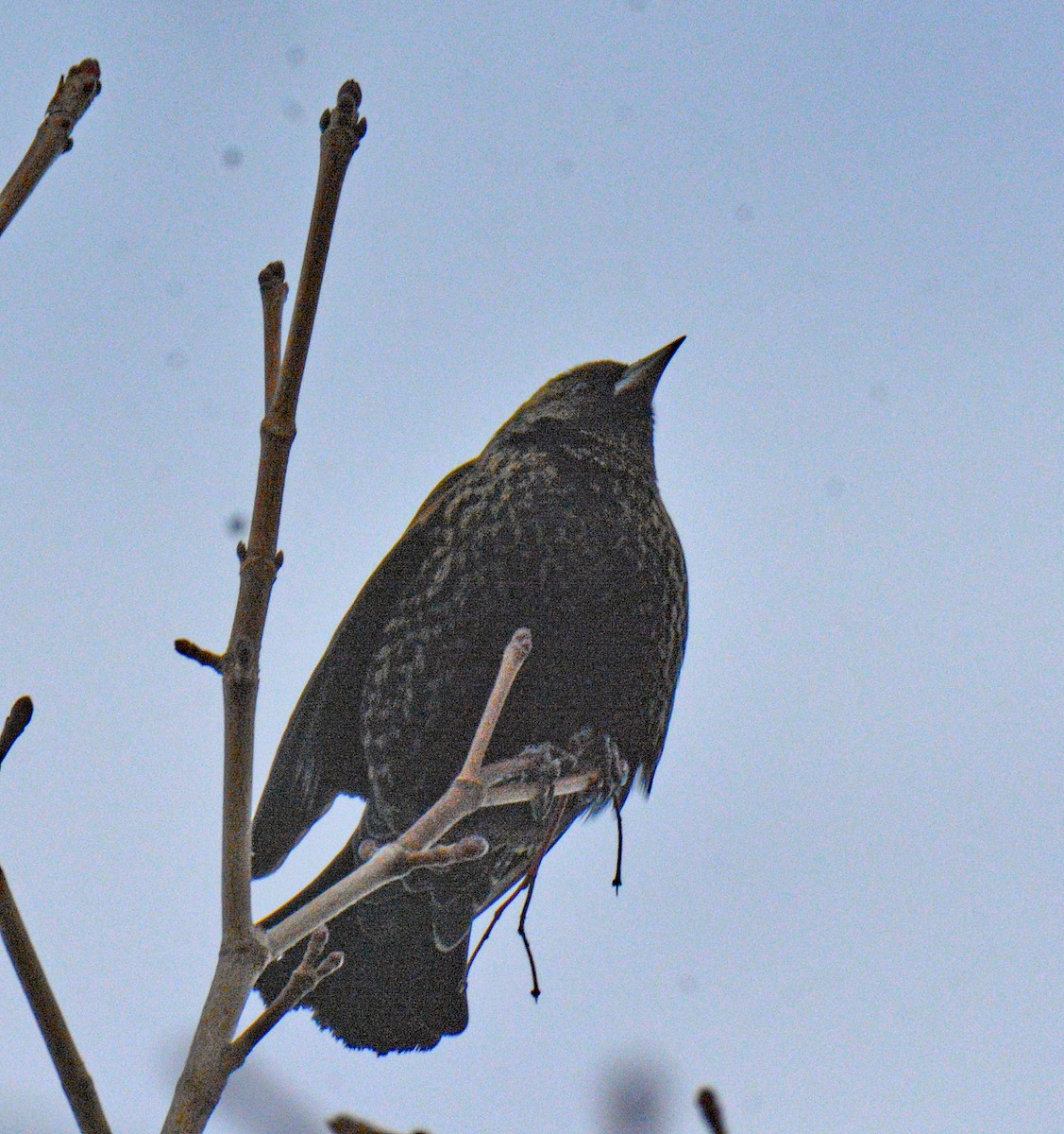 Rotflügelstärling - ML646750316