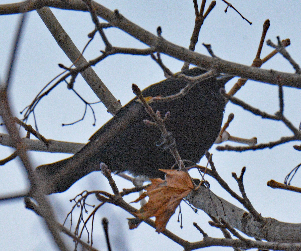 Rotflügelstärling - ML646750317