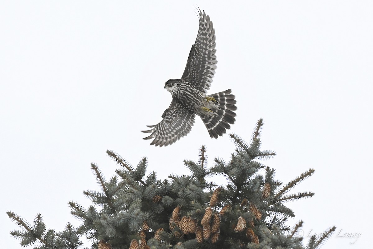 בז גמדי - ML646750318