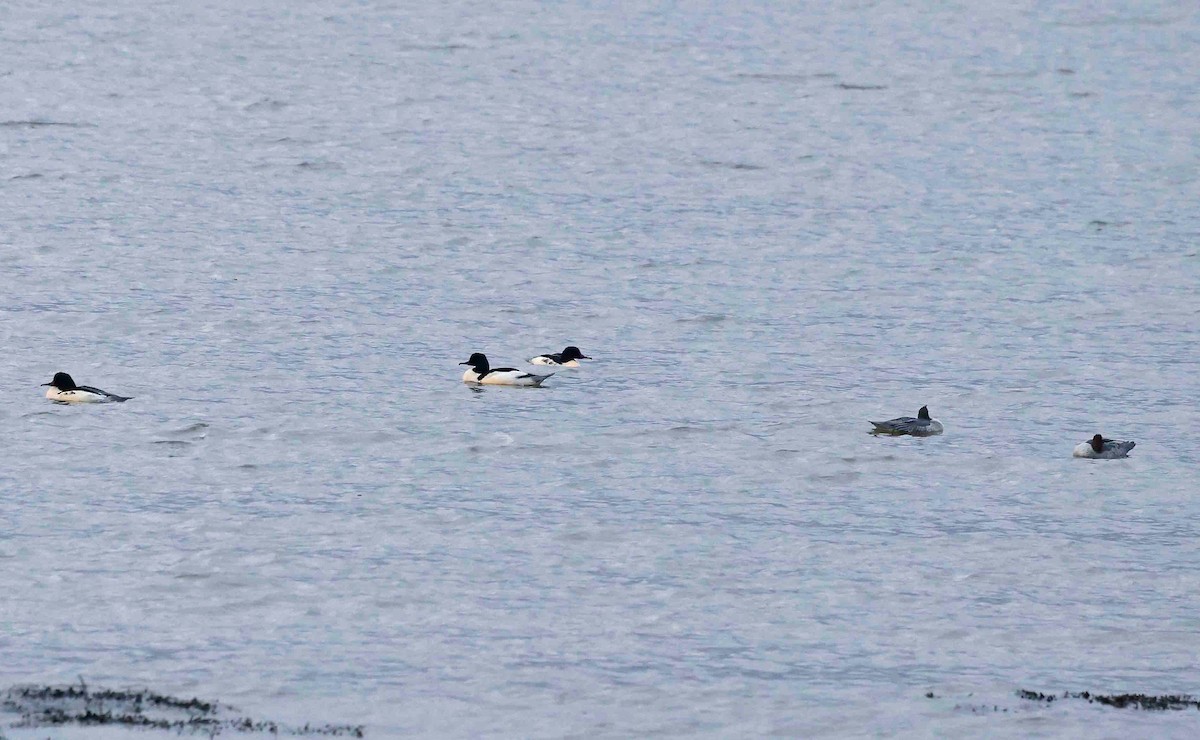 Большой крохаль (merganser/orientalis) - ML646750324