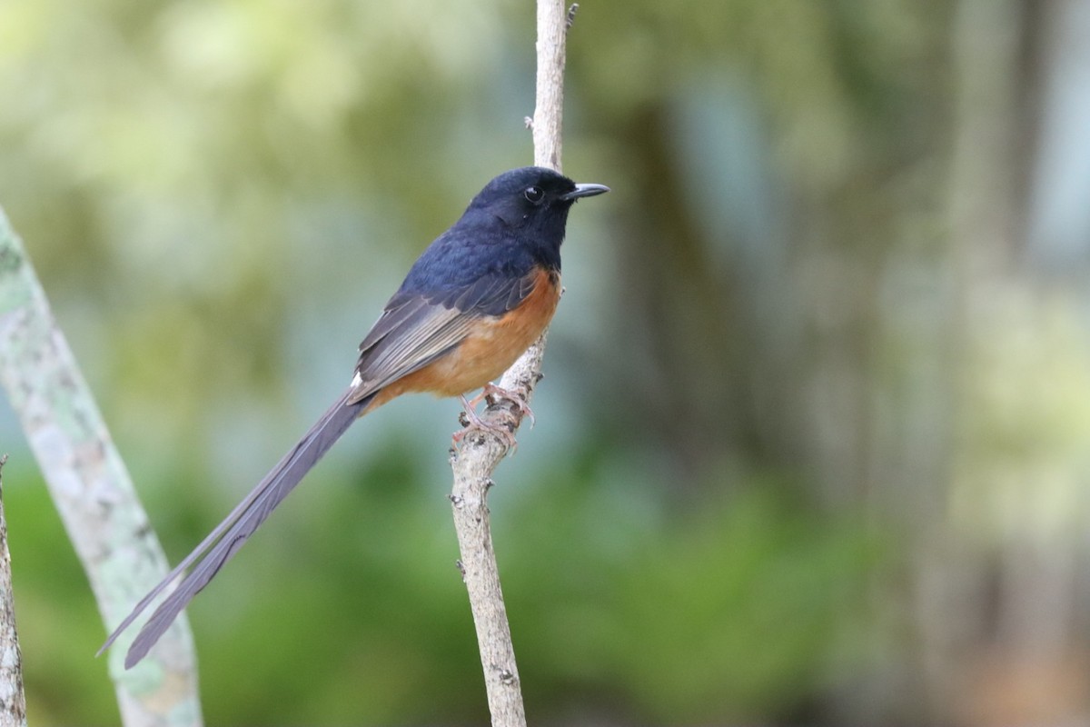 White-rumped Shama - ML646750325