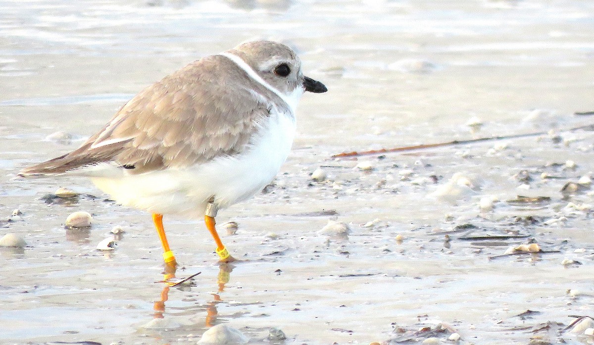 Piping Plover - ML646750326