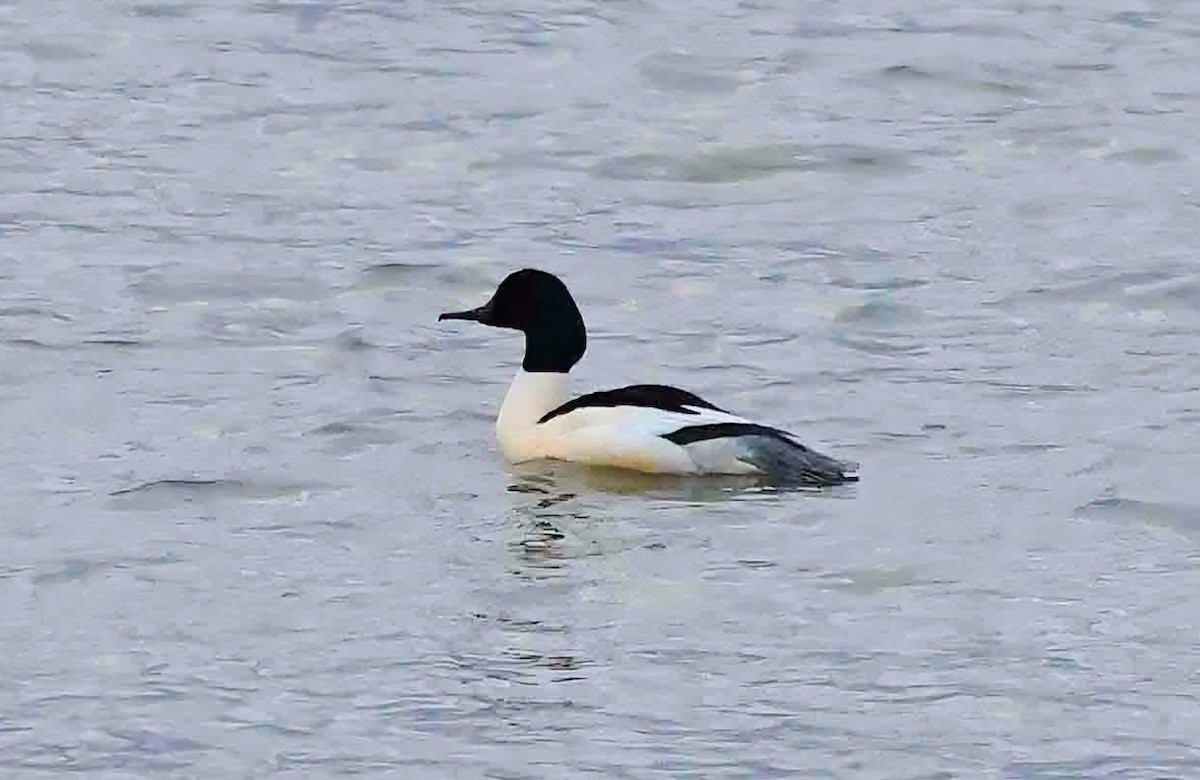 Большой крохаль (merganser/orientalis) - ML646750328