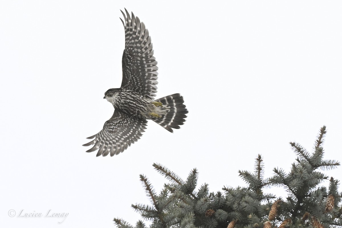 בז גמדי - ML646750329