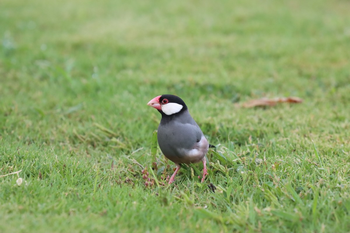 Java Sparrow - ML646750331
