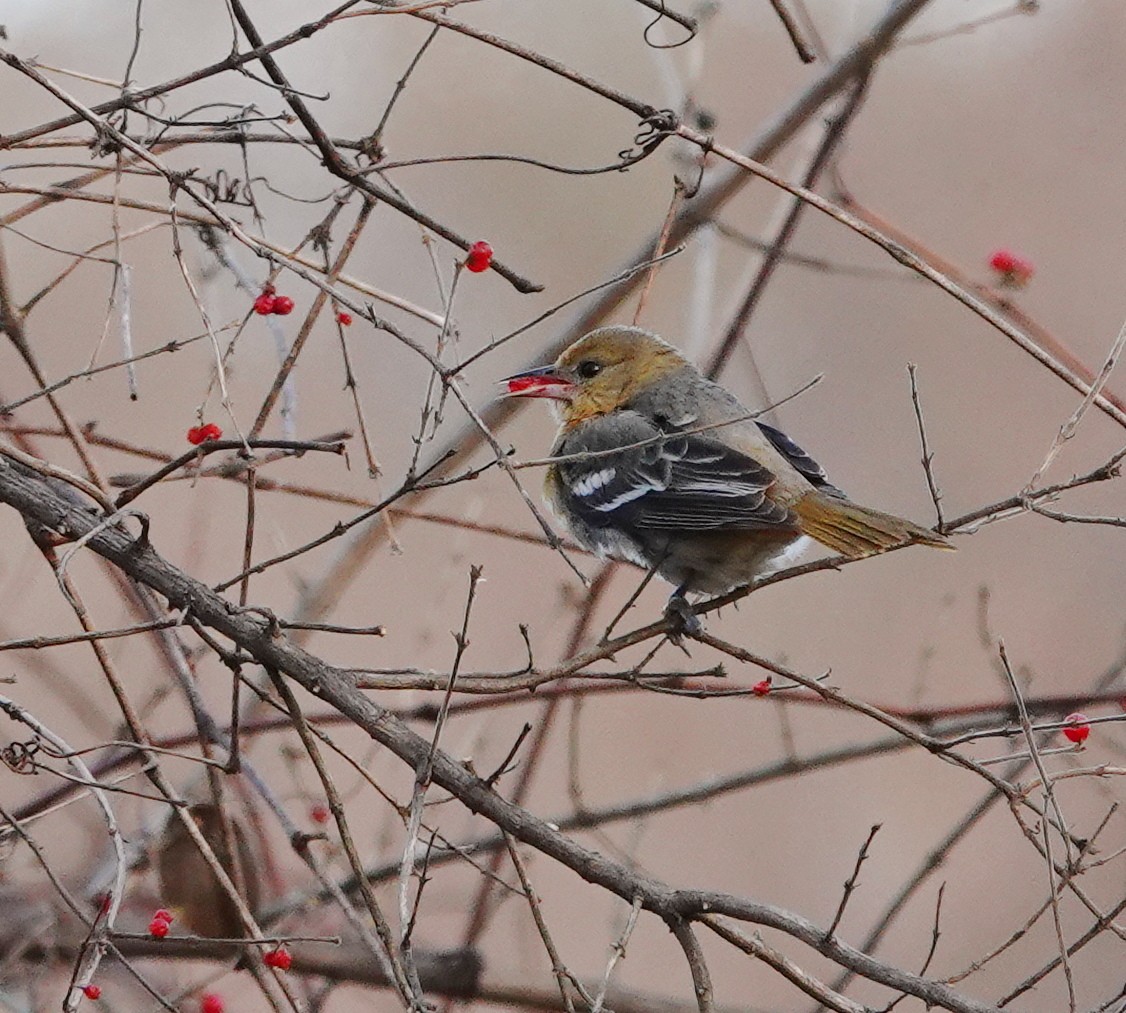 Baltimore Oriole - ML646750336