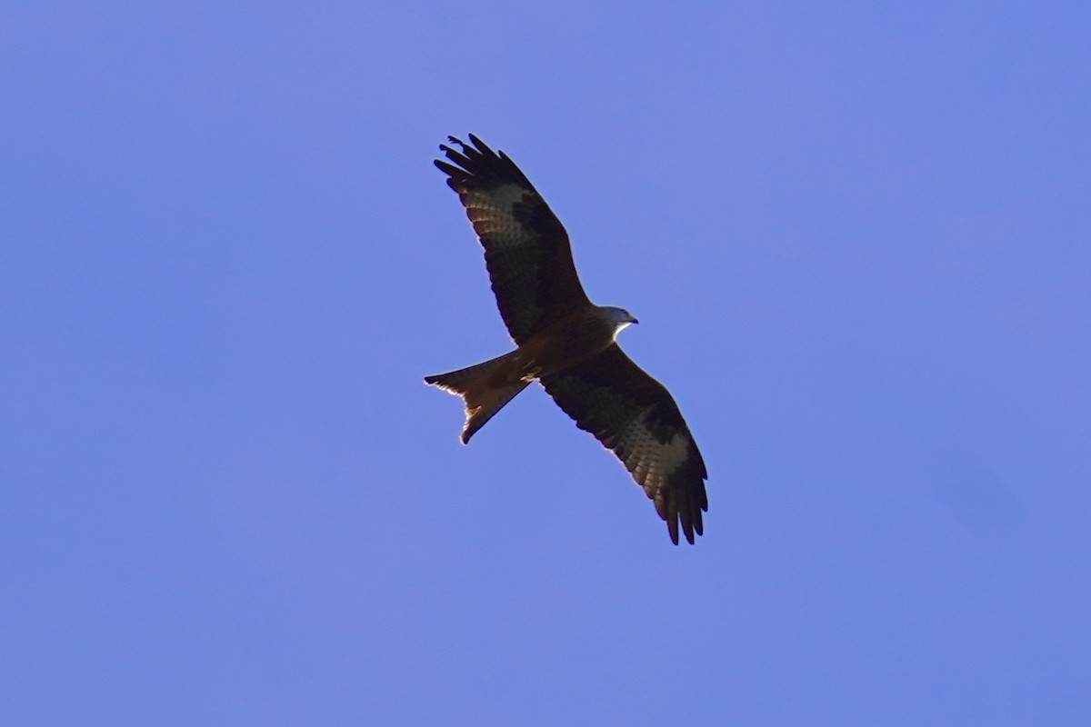 luňák červený - ML646750337