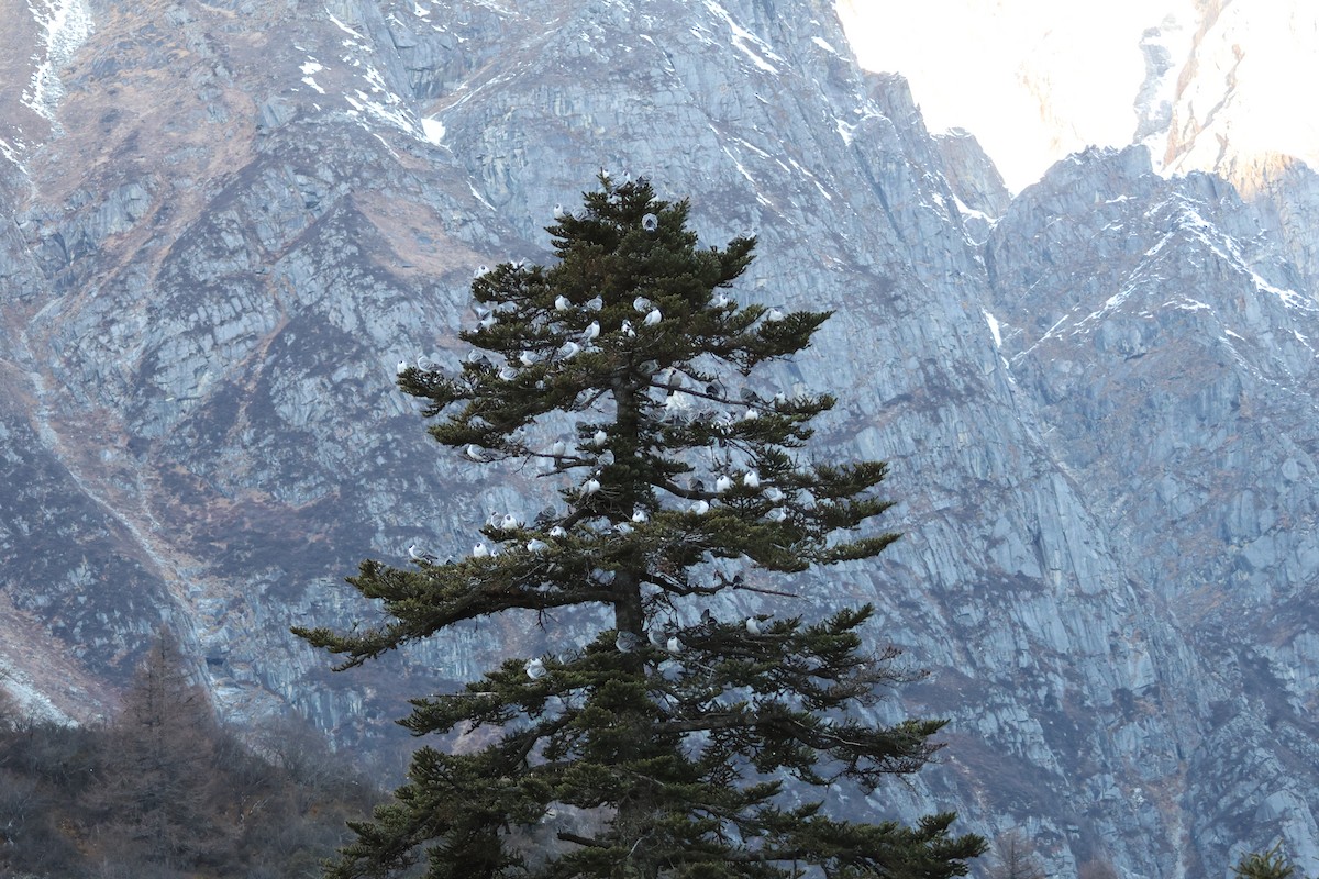 Snow Pigeon - ML646750340