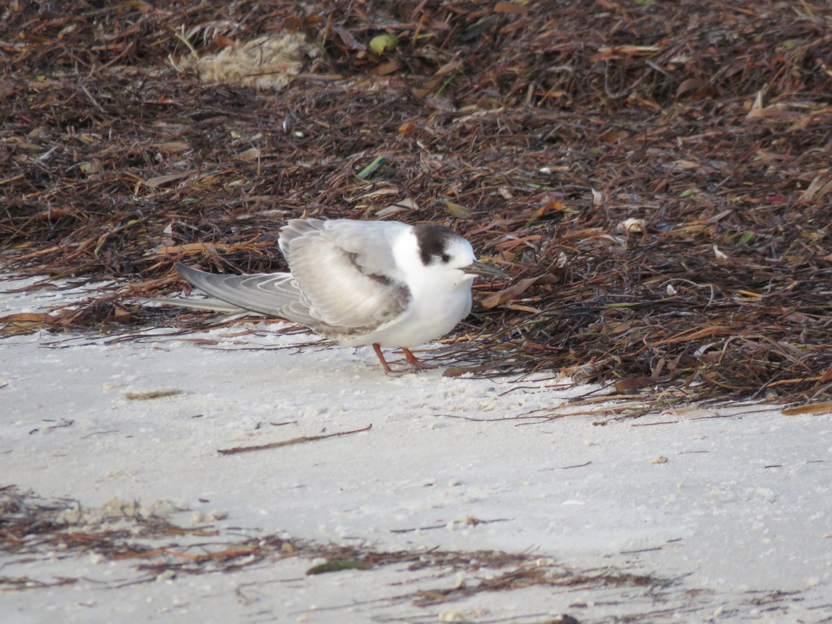 アジサシ - ML646750341