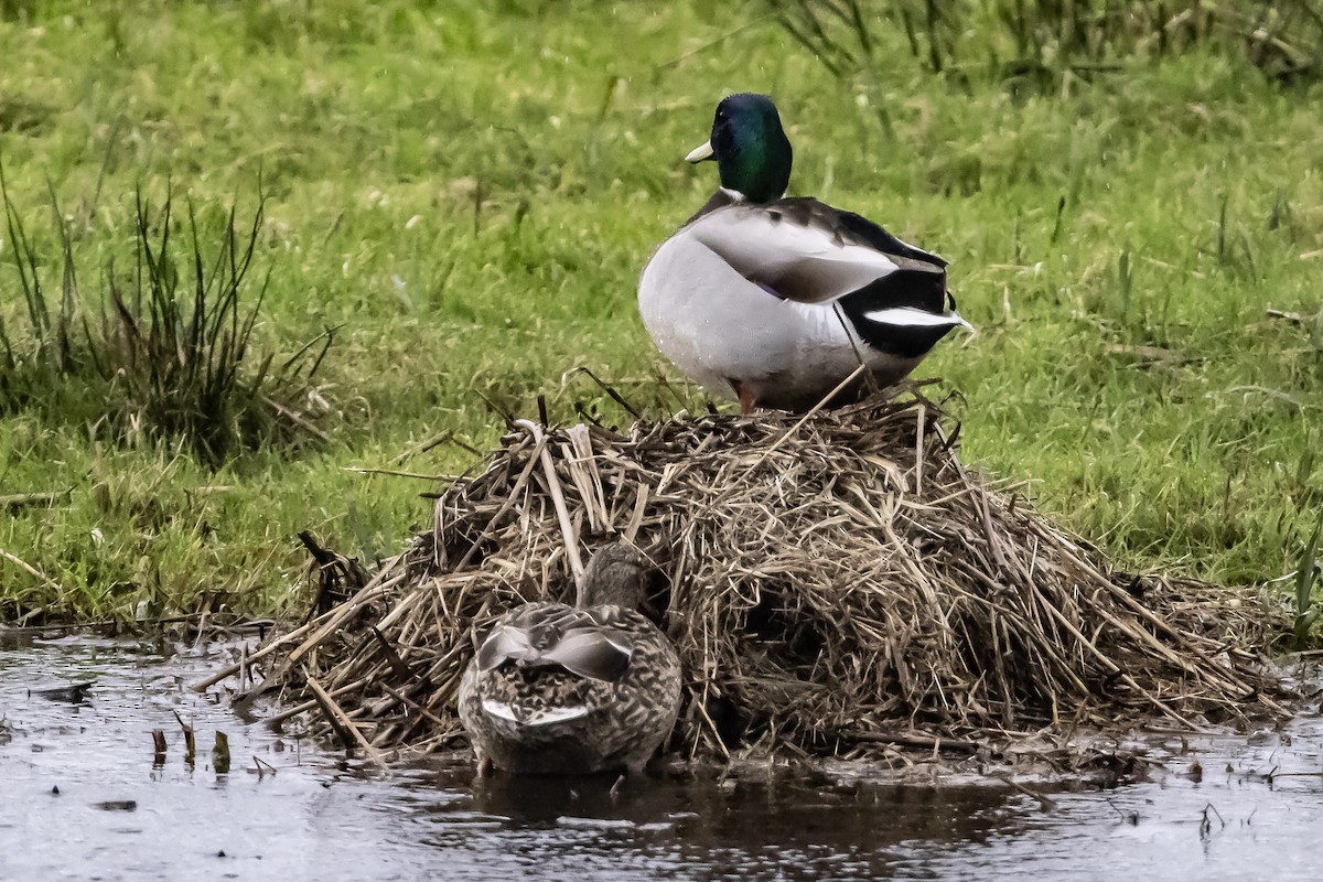 kachna divoká - ML646750351