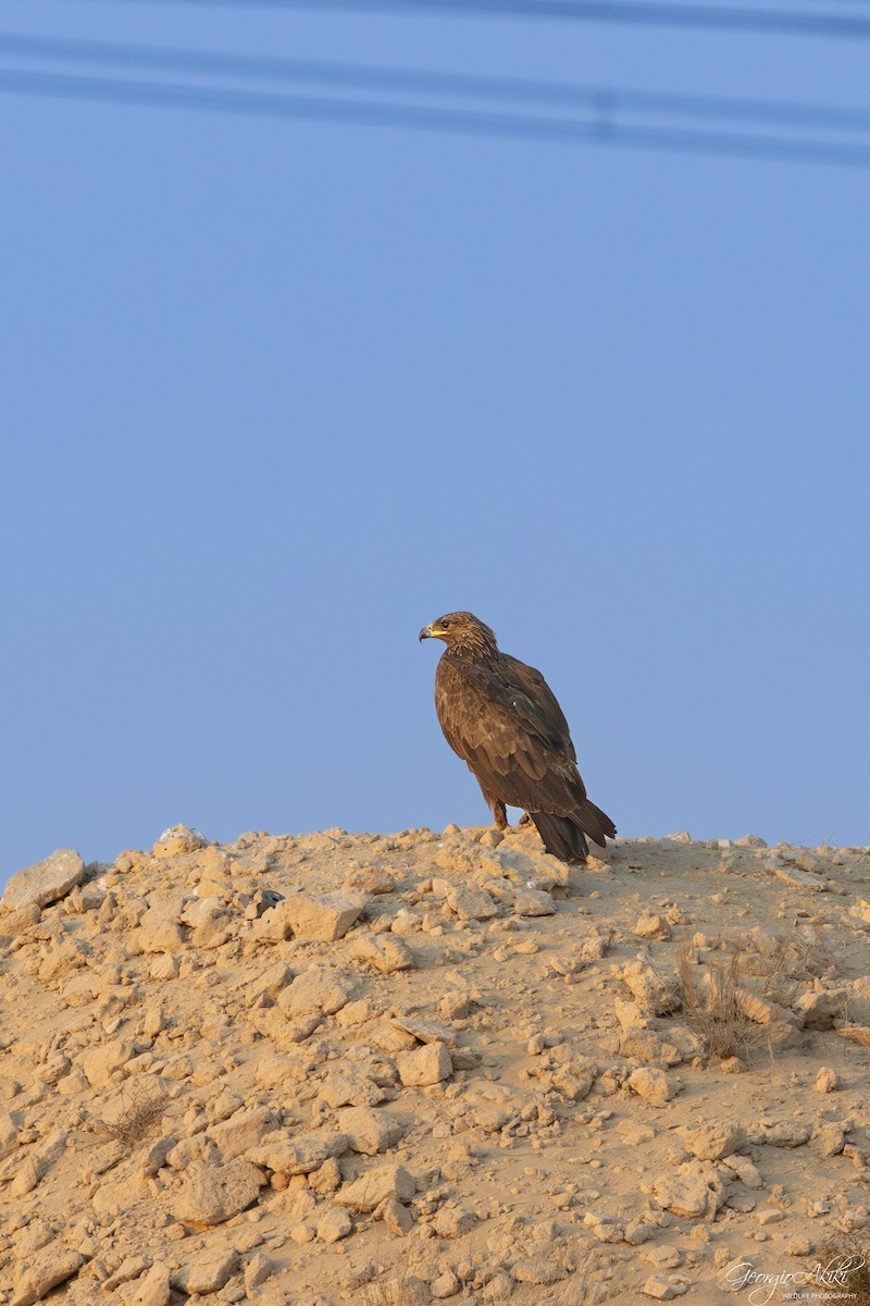 storskrikørn - ML646750353