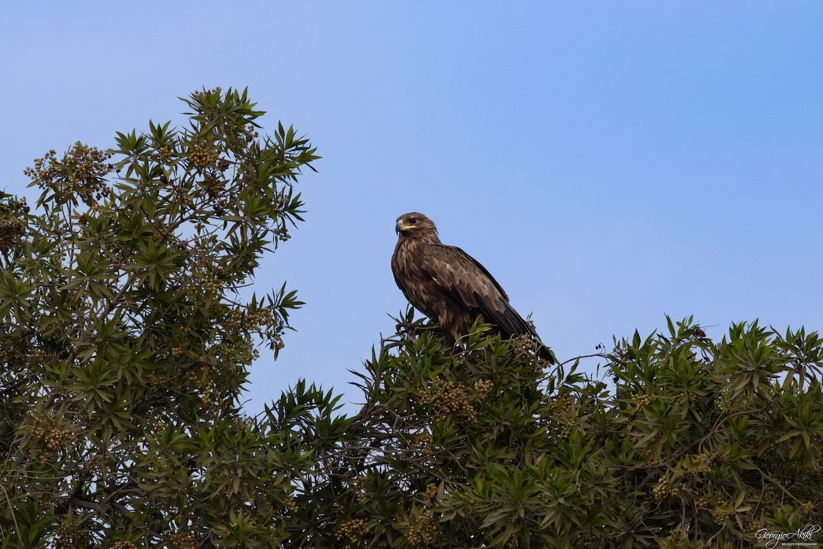 storskrikørn - ML646750354