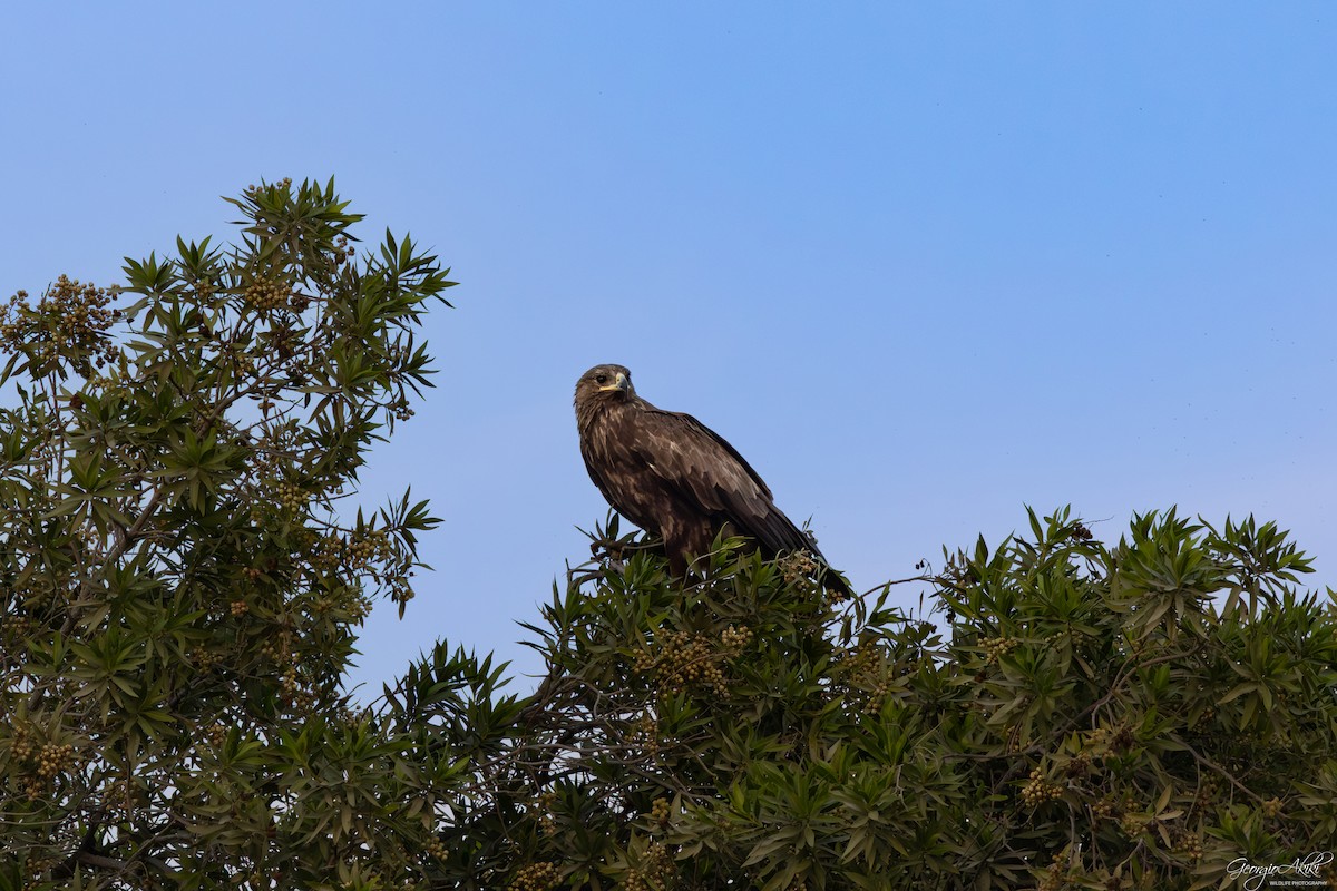 storskrikørn - ML646750355