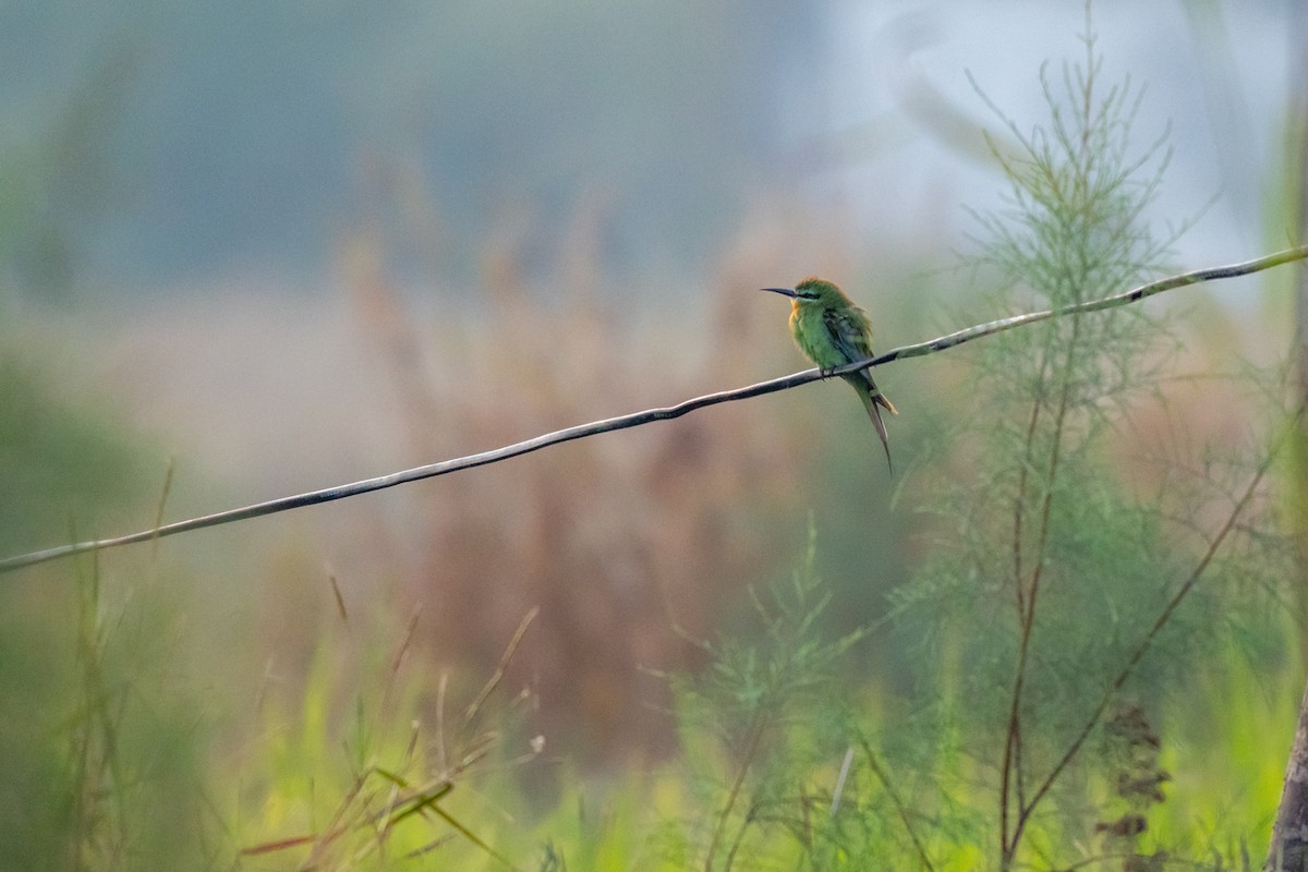 Blue-cheeked Bee-eater - ML646750358