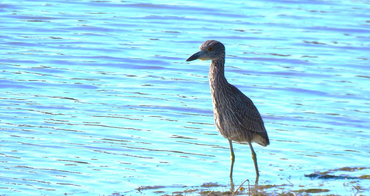Yellow-crowned Night Heron - ML646750359