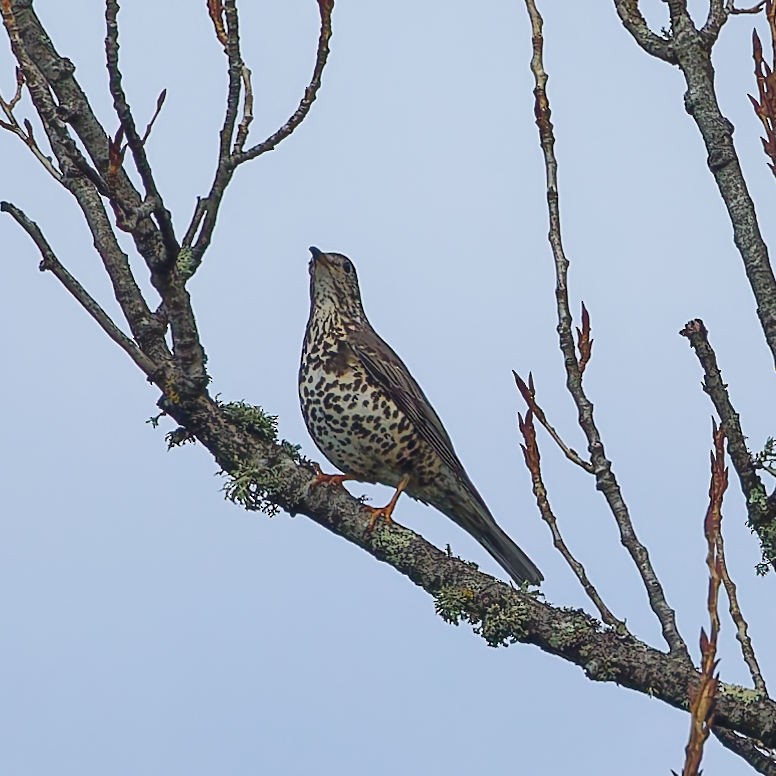 ヤドリギツグミ - ML646750362