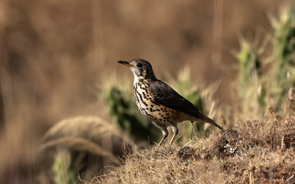 Ethiopian Thrush - ML646750363