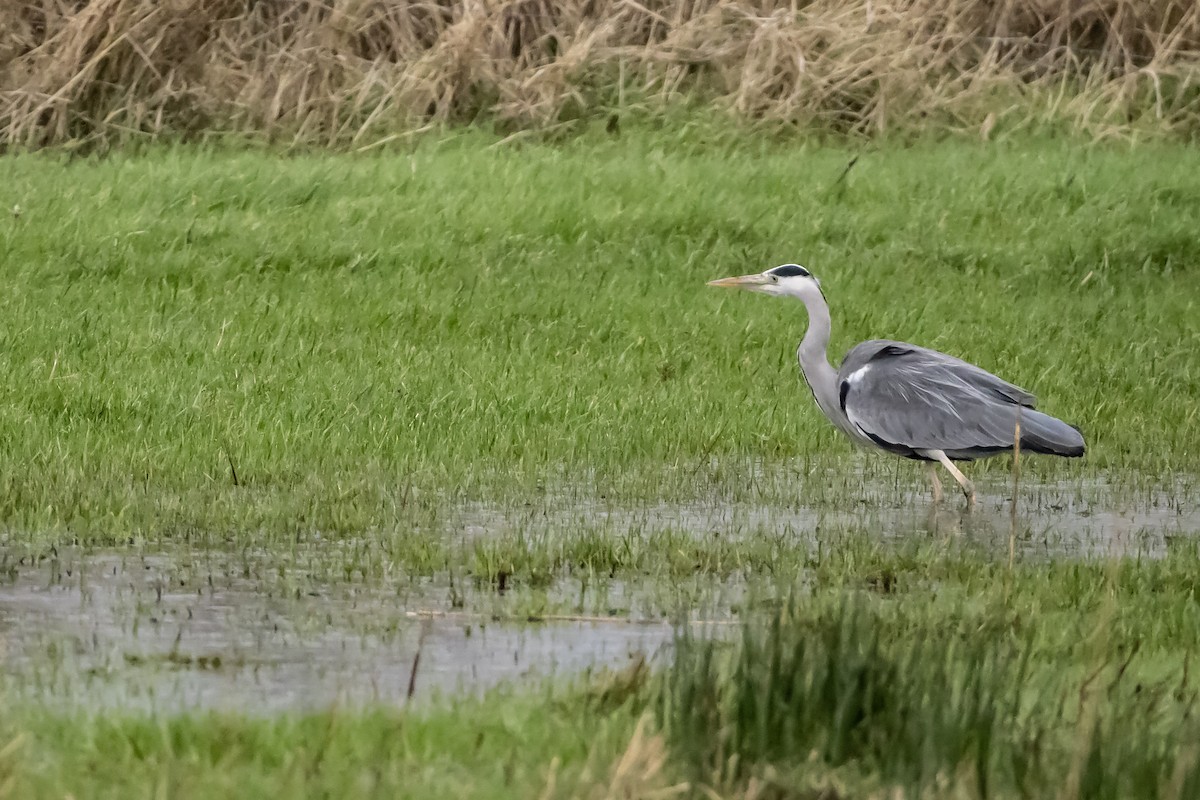 volavka popelavá (ssp. cinerea/jouyi) - ML646750367