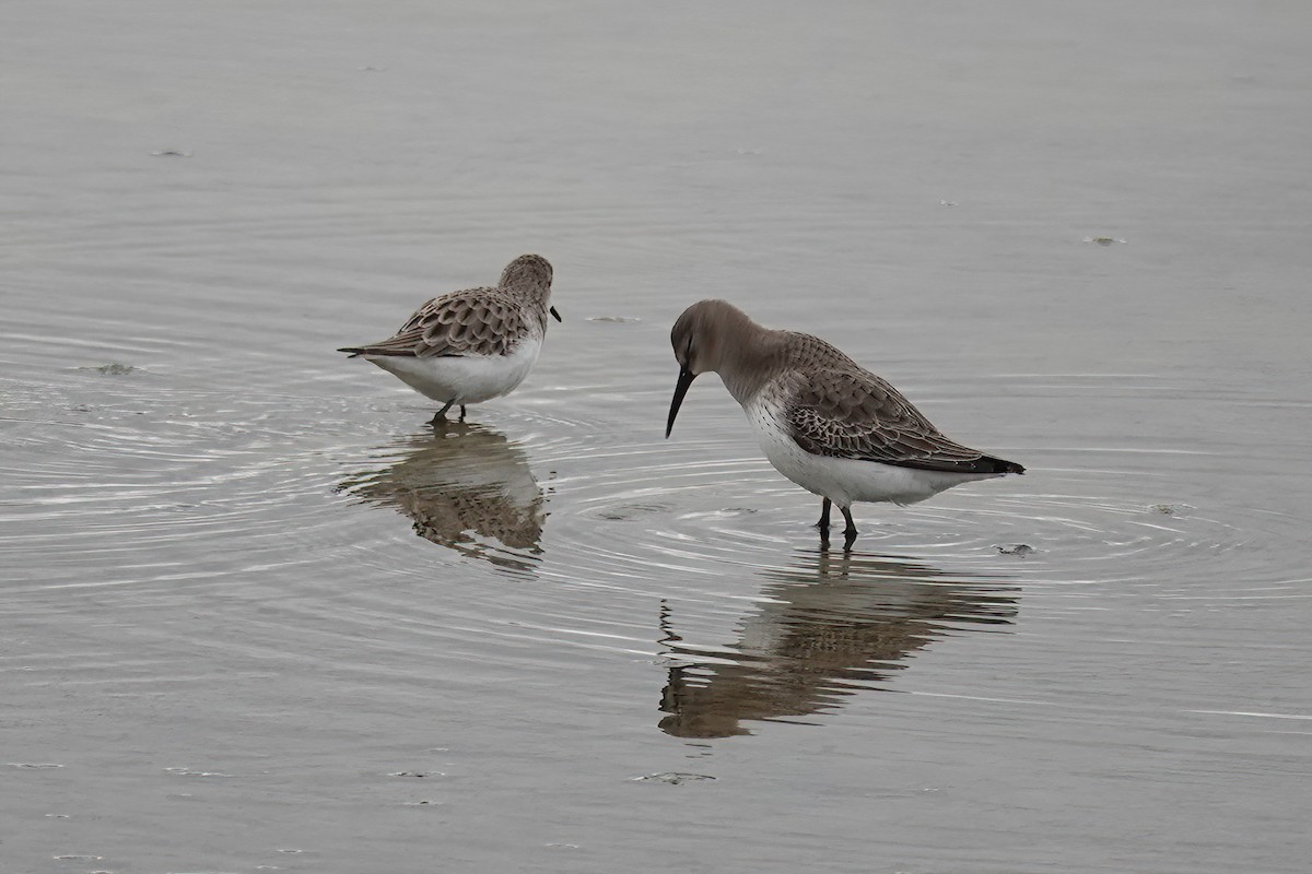 Хар элсэг - ML646750368