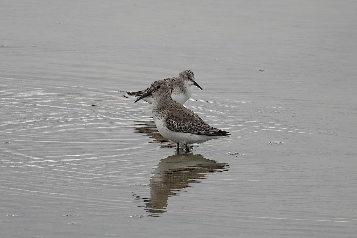 Хар элсэг - ML646750369