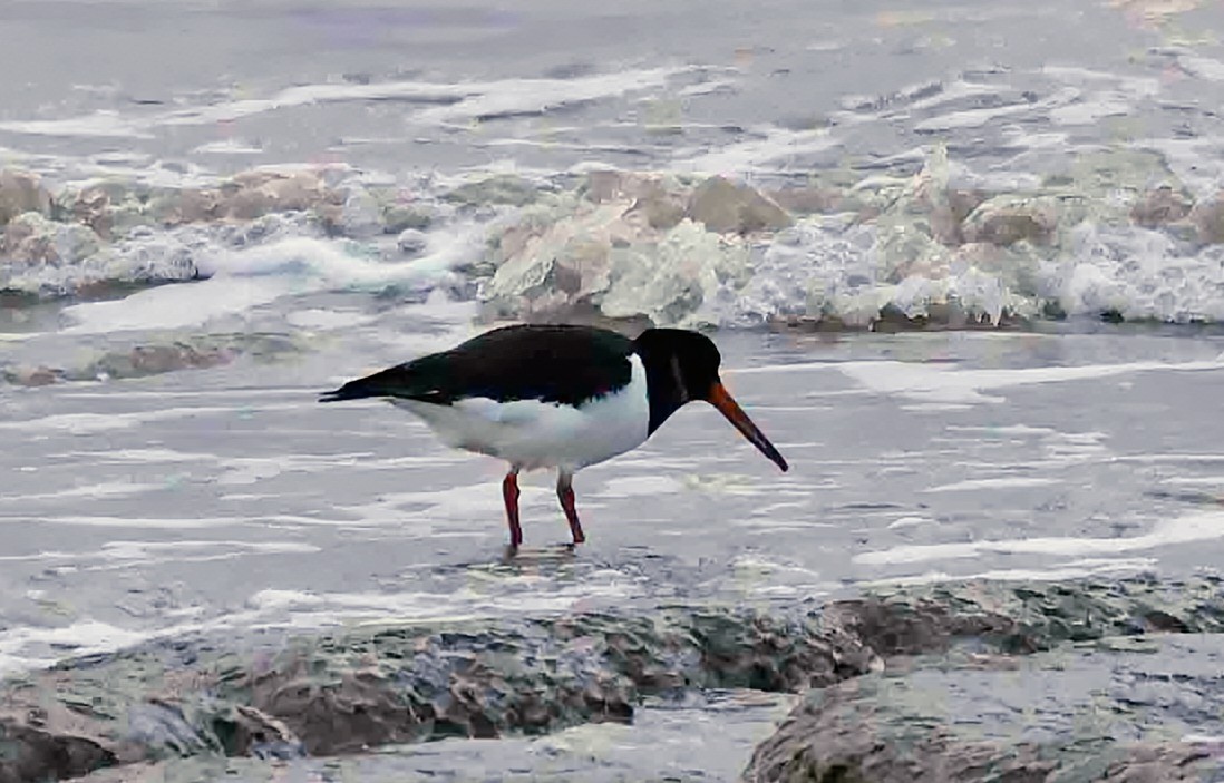 Кулик-сорока - ML646750370