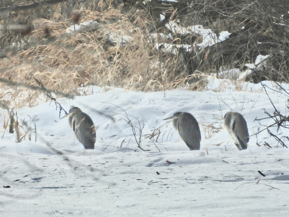 Great Blue Heron - ML646750372