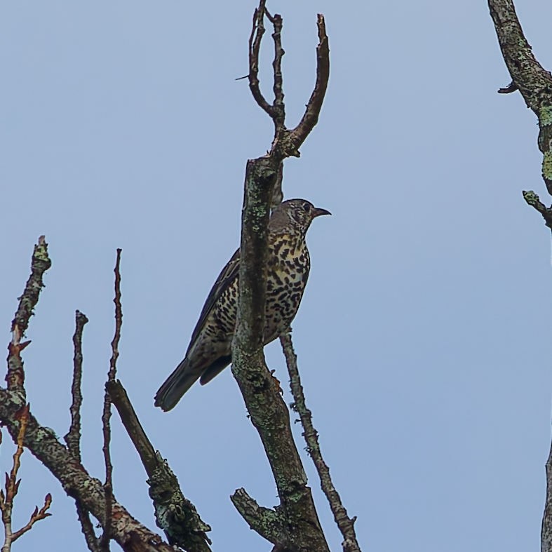 ヤドリギツグミ - ML646750373