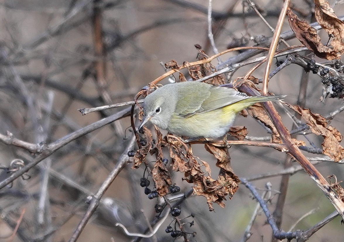 Orange-crowned Warbler - ML646750374