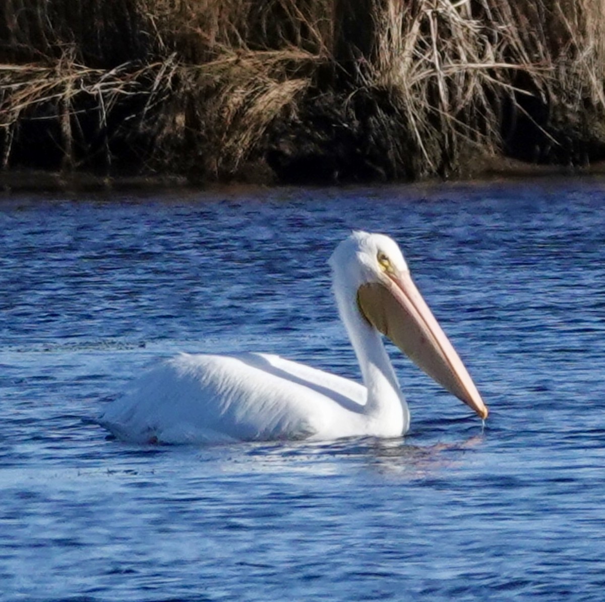 American White Pelican - ML646750376