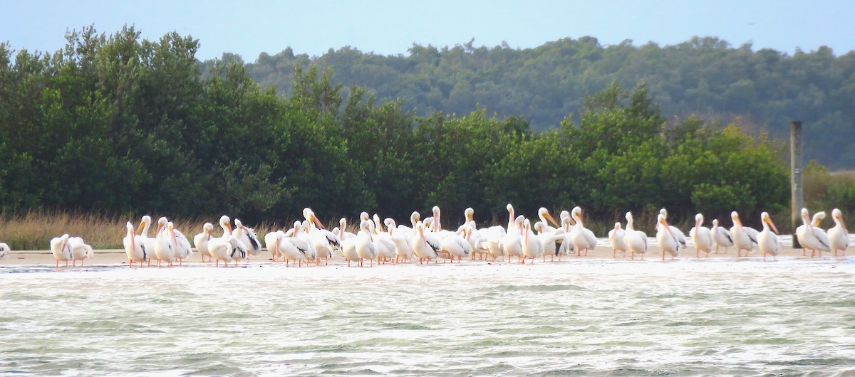 American White Pelican - ML646750377