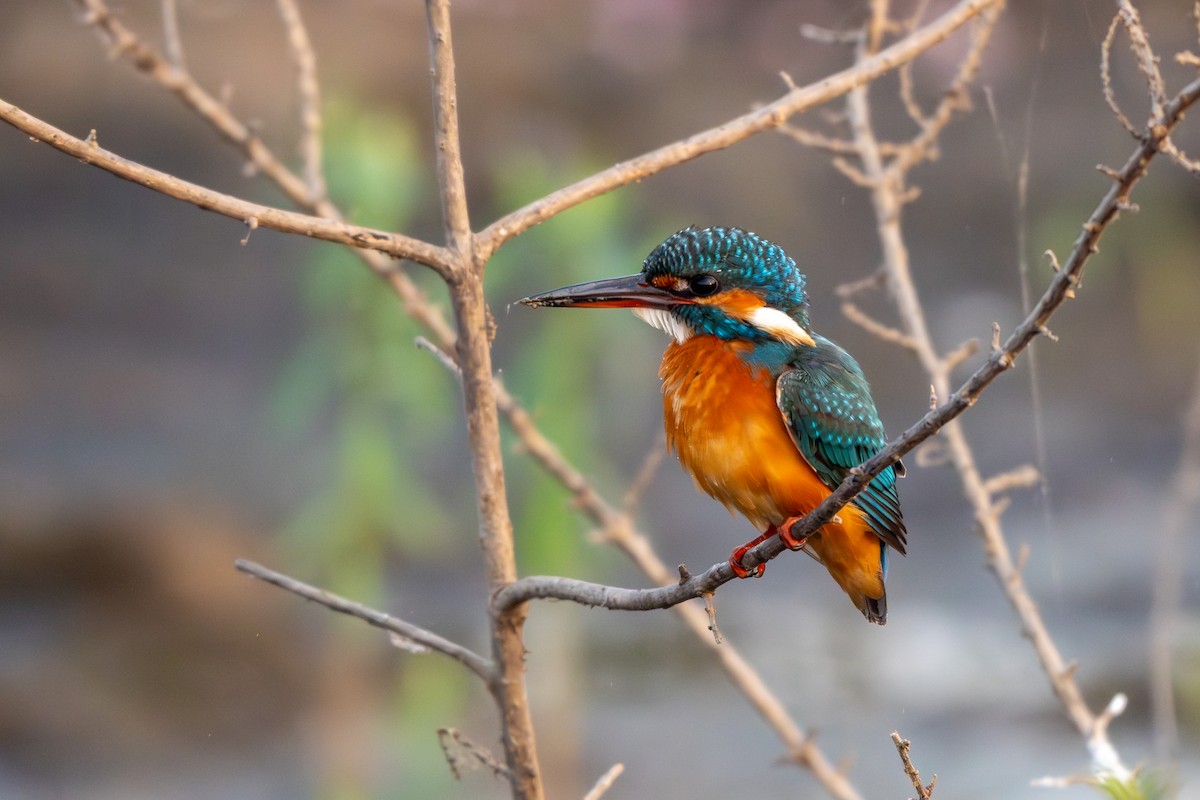 ledňáček říční - ML646750379