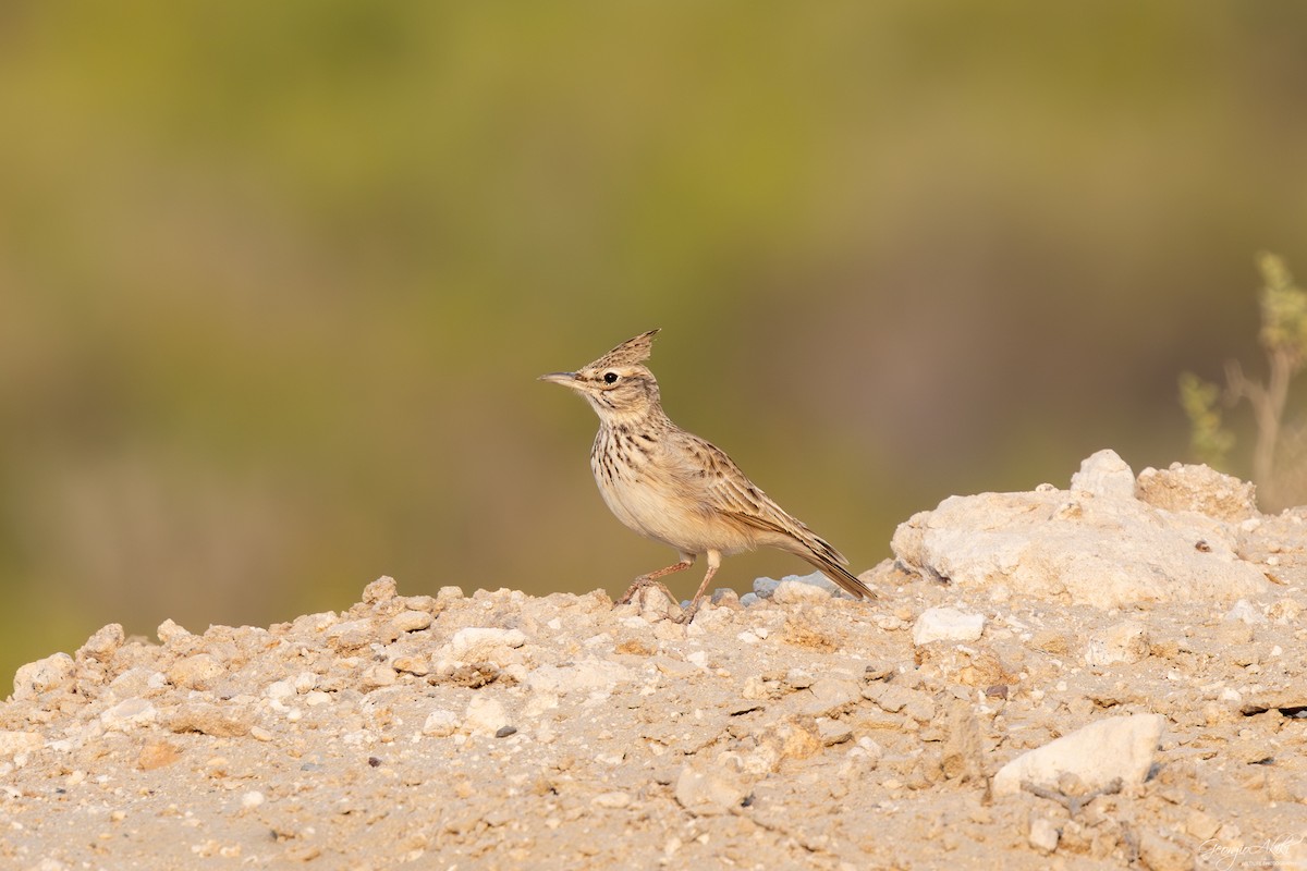 topplerke - ML646750380