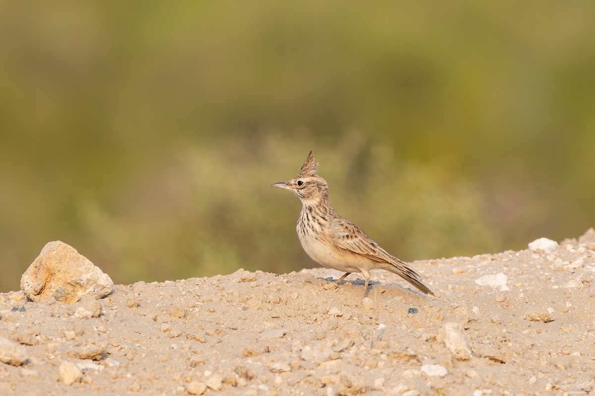 topplerke - ML646750381