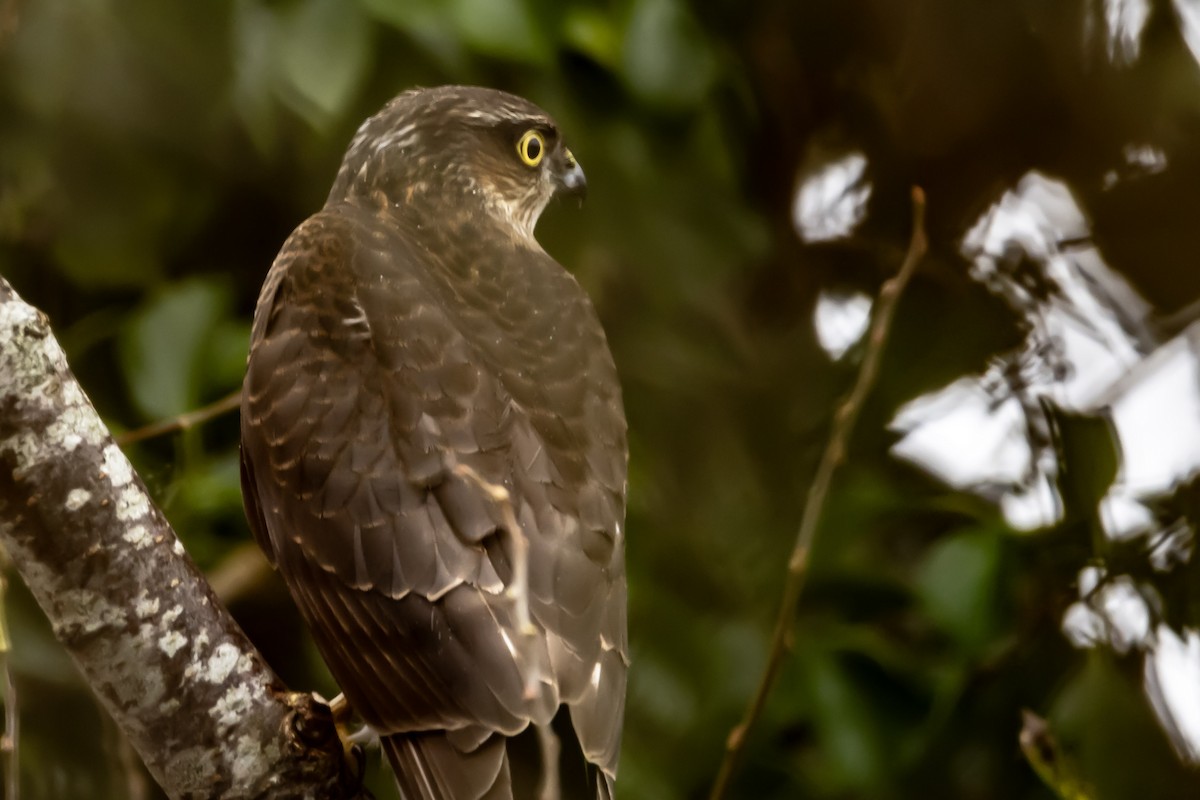 krahujec obecný - ML646750383