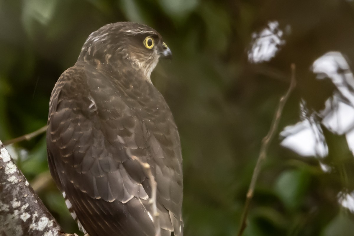 krahujec obecný - ML646750384