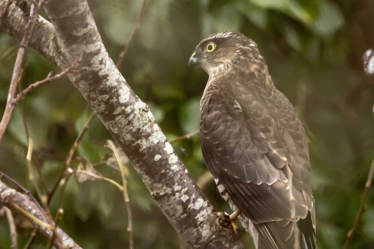 krahujec obecný - ML646750385