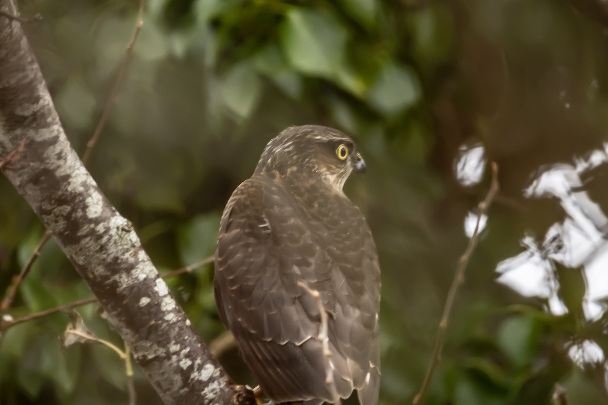 krahujec obecný - ML646750386