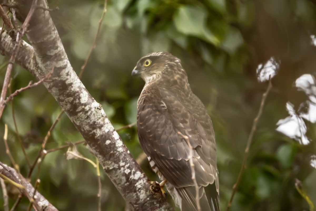 krahujec obecný - ML646750387