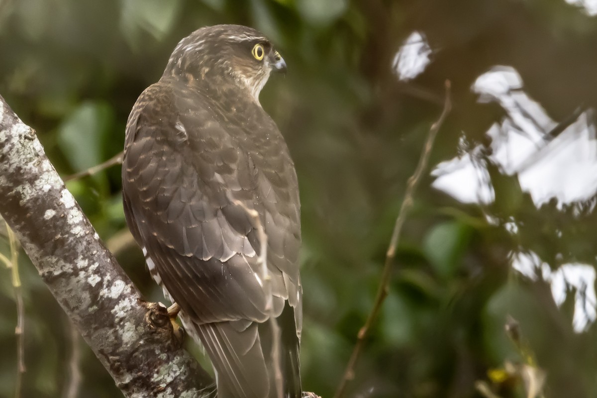 krahujec obecný - ML646750388