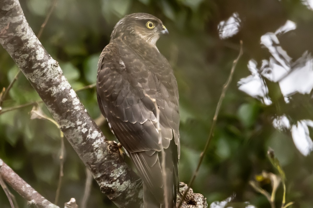 krahujec obecný - ML646750389