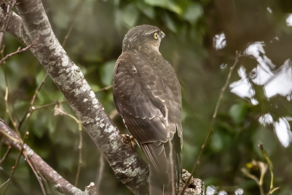 krahujec obecný - ML646750390