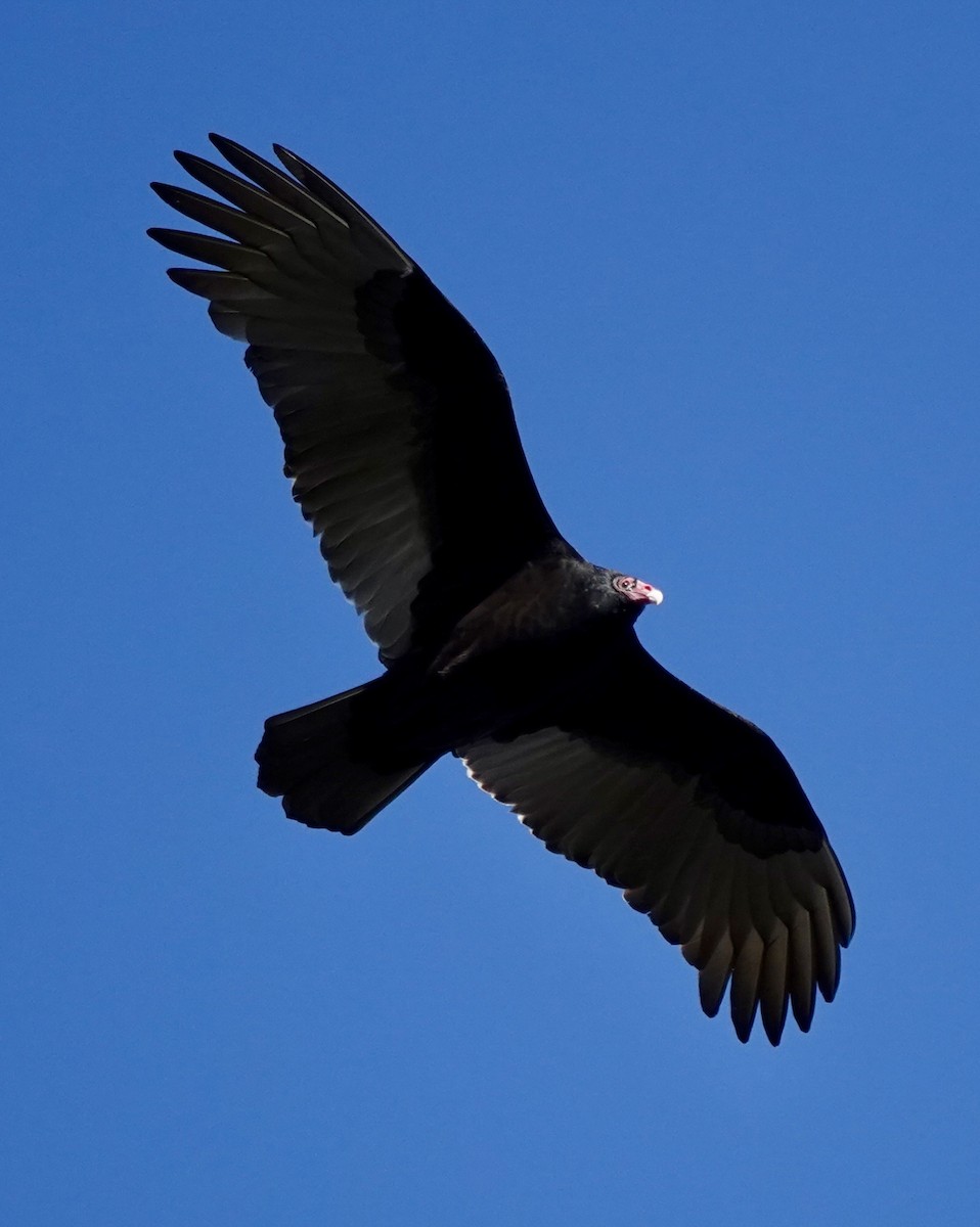 Turkey Vulture - ML646750391